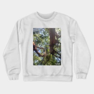 Upside Down View of Tree Crewneck Sweatshirt